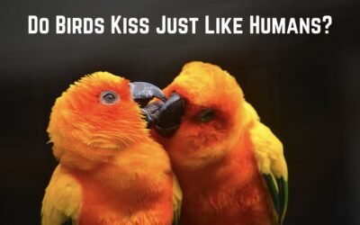 Do Birds Kiss Just Like Humans? Find Out Here